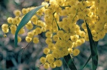 Australian acacia